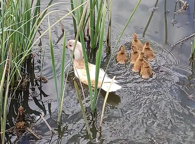 Nad Cedronem בית הארחה 3*